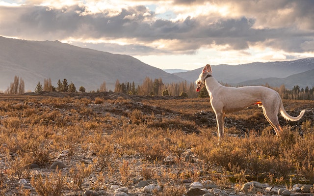 breeds of hunting dogs