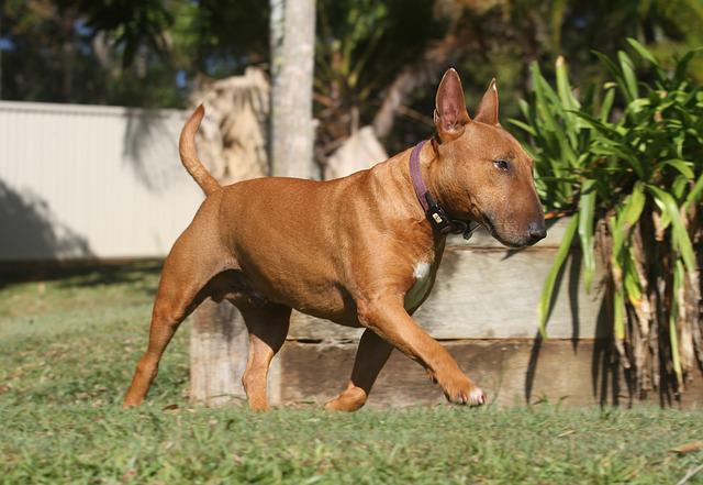 hunting dog training