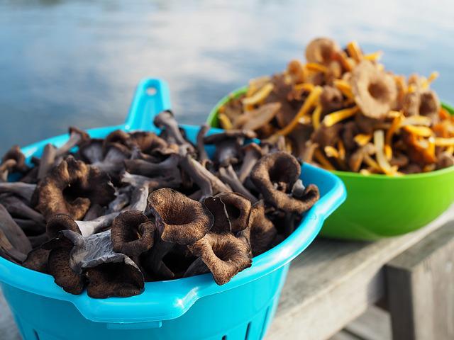 chanterelle mushrooms