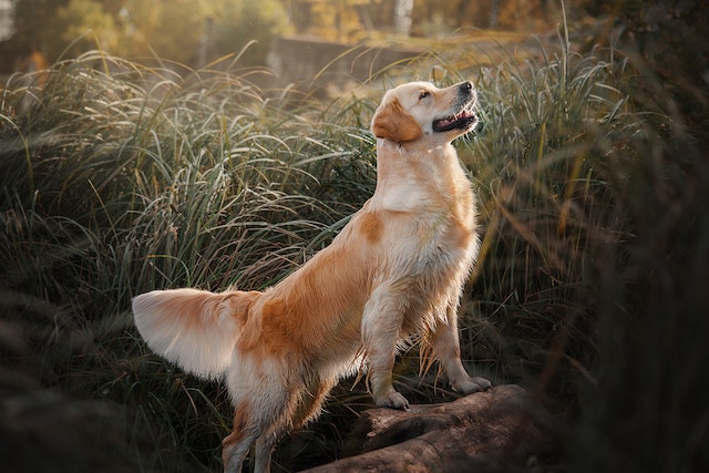 dog breeds for hunting