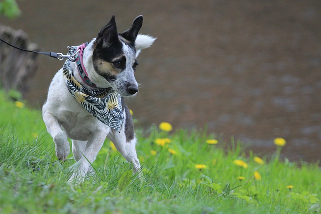 bird hunting dog