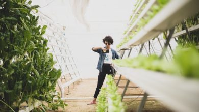 Hydroponic vs Aeroponic Gardening