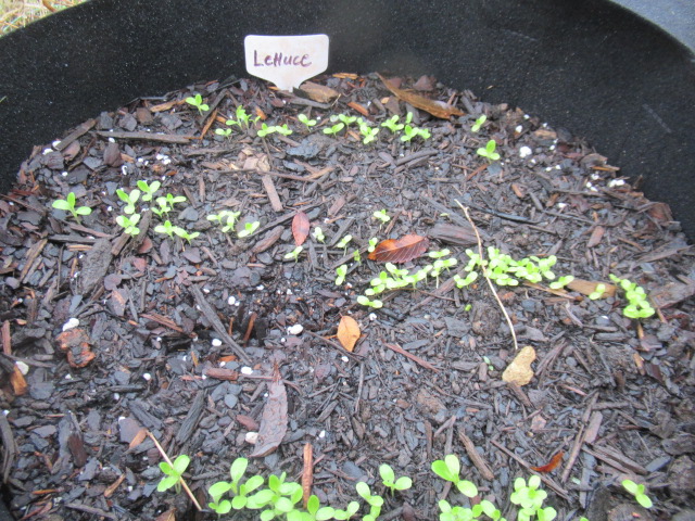 planting for winter vegetables