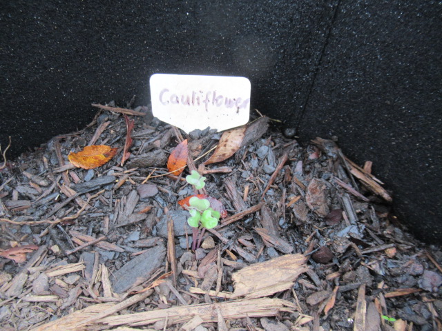 planting in winter