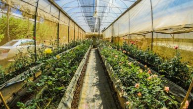 green house for backyard