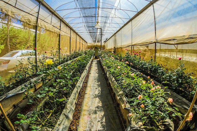 green house for backyard