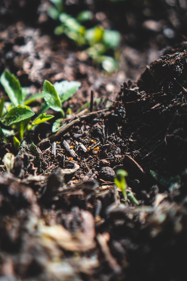 composting worms amazon