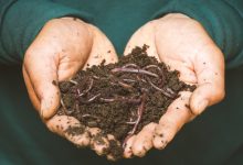 red wiggler worms