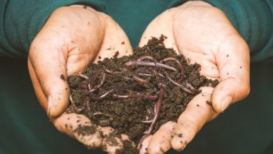 red wiggler worms