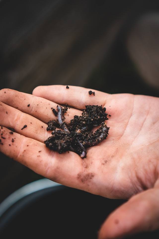 types of composting worms